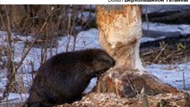 Нефедов песни Верхолашин 060 Походы смотреть онлайн