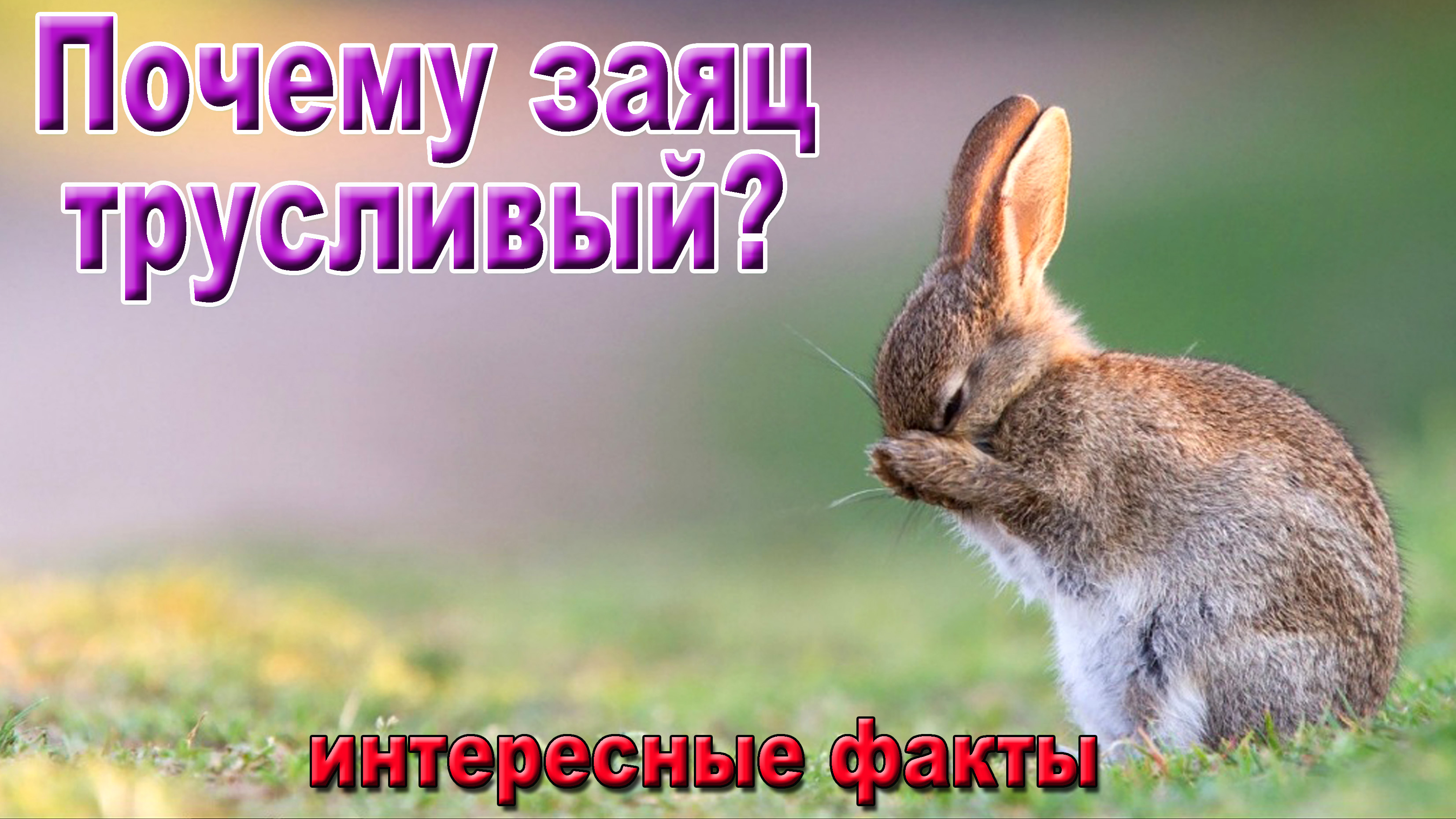 Почему заяц трусливый? Интересные факты.