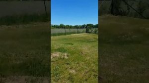 Интересный способ ловли суслика на дачном участке