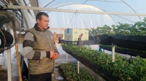 19_20ШМЕЛИ БАМБЛБИ. ОПЫЛЕНИЕ ШМЕЛЯМИ. Шмели для опыления теплиц. Шмели на клубнике..mp4