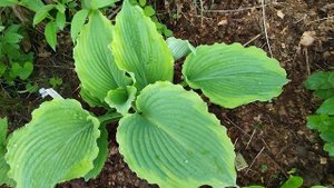 Хоста «Spartacus» в моем подмосковном саду.