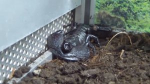 Скорпион императорский. Pandinus imperator.