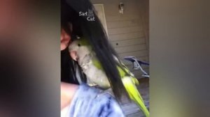 Funny and Cute Parrot Birds Compilation NEW