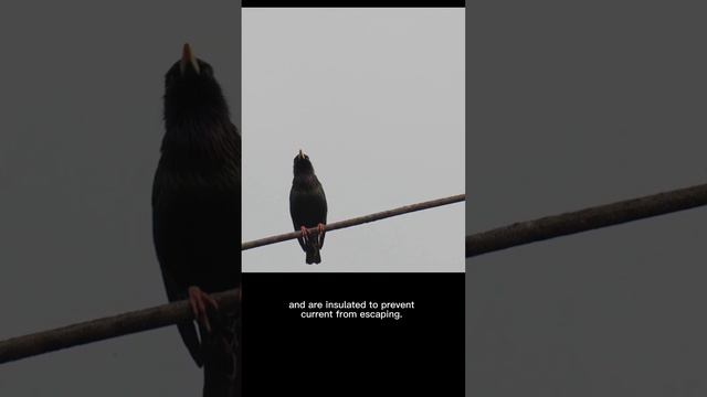 Why can birds sit on electric wires without being electrocuted?