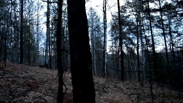 Охота на току - кругом глухари. смотреть онлайн