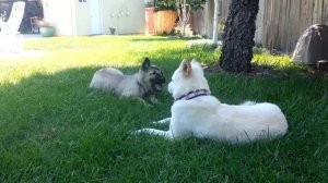 Тервюрен - длинношерстная бельгийская овчарка любой масти. Описание породы собак