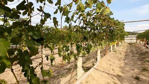 Ускорение вызревания лозы на молодых и взрослых кустах винограда