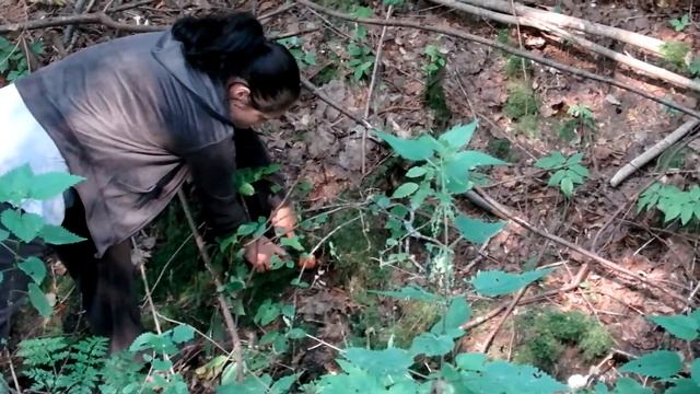 сбор грибов не выходя с машины смотреть онлайн