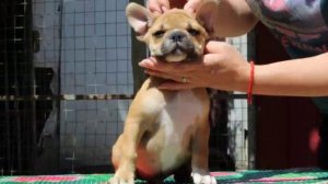 французский бульдог