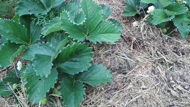 ?Необычный Способ Ускорить Созревание Клубники Подсказали Сами Ягоды ?
