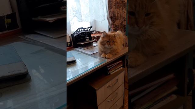 СОВЕЩАНИЕ.mp4