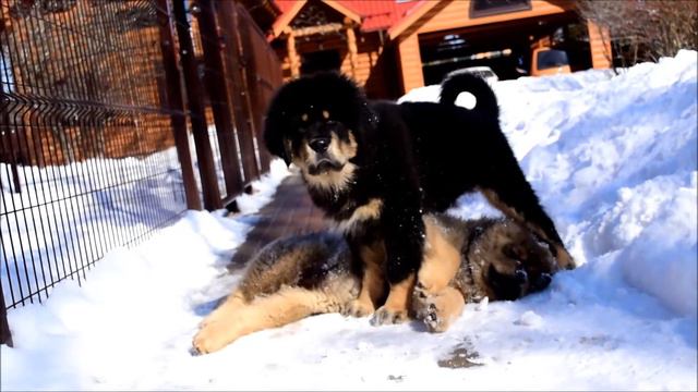 Питомник тибетских мастифов Greenshik смотреть онлайн