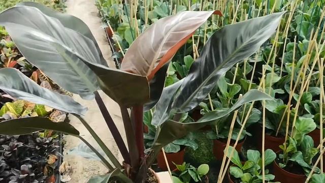 Philodendron Imperial Red 60cm Height | Live from the Nursery Series смотреть онлайн