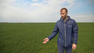 31я фаза озимой пшеницы - время применять регуляторы роста. Моддус