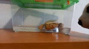 Возможно ли содержать морского краба в домашних условиях?