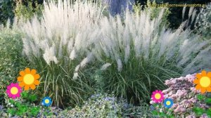 Вейник коротковолосистый. Краткий обзор, описание характеристик calamagrostis brachytricha