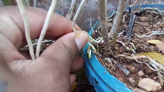 TOUR PELA MINHAS PLANTAS смотреть онлайн