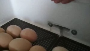 Немного про инкубатор Несушка 77.