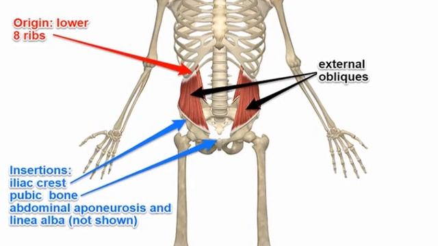 Two Minutes of Anatomy: Internal & External Obliques смотреть онлайн