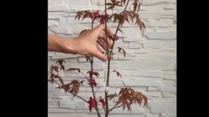 Бонсай с самого начала - Японский Клен - Школа Бонсай "Сакура"