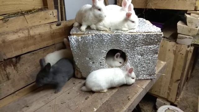 Когда отсаживать крольчат от крольчихи//Профилактика кокцидиоза