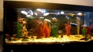 Аквариум 600л с малавийскими цихлидами