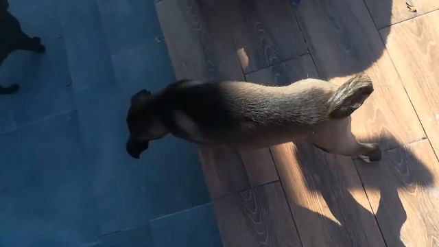 ОТДАМ В ДОБРЫЕ РУКИ смотреть онлайн