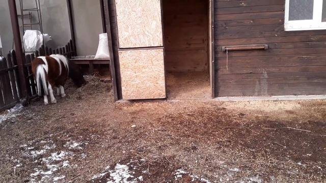Сюрприз в Феврале. Чем проглистовать уток / Как взвесить живую утку без проблем / Индоутки