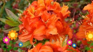 Азалия японская Мультифлора. Краткий обзор, описание характеристик azalea japonica Multiflora