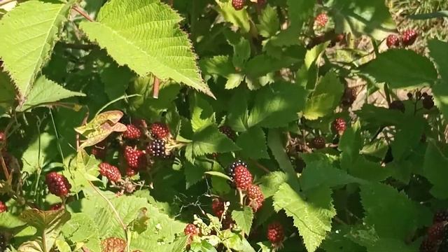 Ежевика.Уход во время плодоношения.