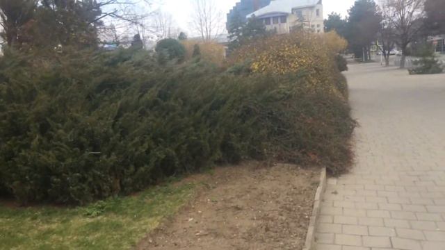 РАСЦВЕЛА МАГНОЛИЯ! АНАПА. ВЕЛОГОНКА! смотреть онлайн