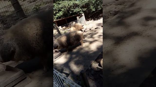 Ужас!!Огромные кабаны,,Шерстяные свиньи,,?? смотреть онлайн