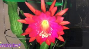 Epiphyllum is blooming 令箭荷花绽放#epiphyllum