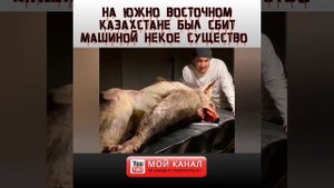 НА ЮЖНО ВОСТОЧНОМ КАЗАХСТАНЕ БЫЛ СБИТ МАШИНОЙ НЕКОЕ СУЩЕСТВО ПОХОЖЕЕ НА ЧЕЛОВЕКА И ВОЛКА. ВСЯ ПРАВД