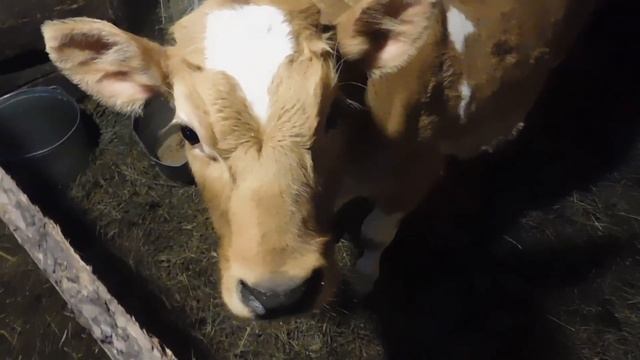 пополнение в хозяйстве бычок смотреть онлайн