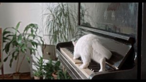 Кошка Пианист//Cat and Piano