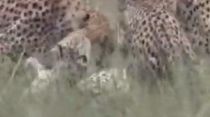 Гепарды дерутся+