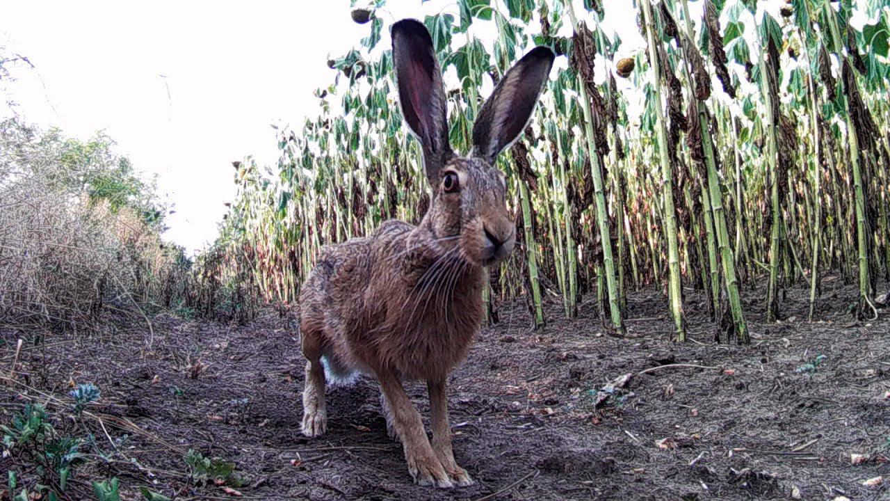 Заяц позирует и роется перед камерой смотреть онлайн