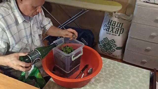 Рассада томата сорта "Мазарини". смотреть онлайн