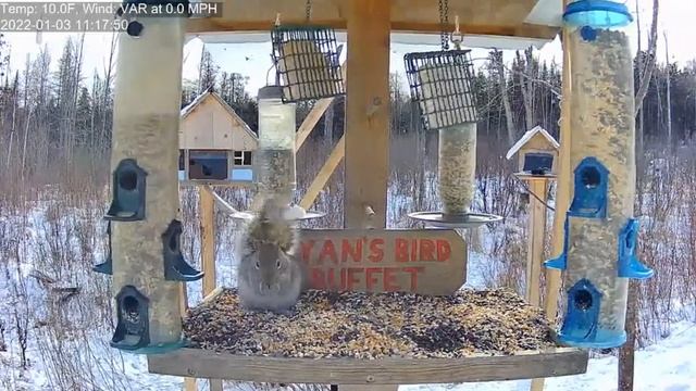 Шальные белки ,сегодня не видно соек #Кормушка#Птицы#Белки#ШтатМЭН#США смотреть онлайн