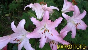 сорта лилий