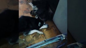 Собака плачет от того что его "мама" умирает.