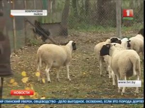 Гладкошерстную породу овец будут разводить в Беларуси