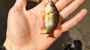 Мормышинг.Ловля солнечного окуня в микро речке