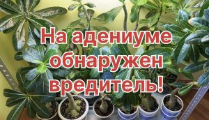 Адениумы в опасности!. Простой обзорчик превратился в борьбу с неизвестным врагом! 20 марта 2024 г.