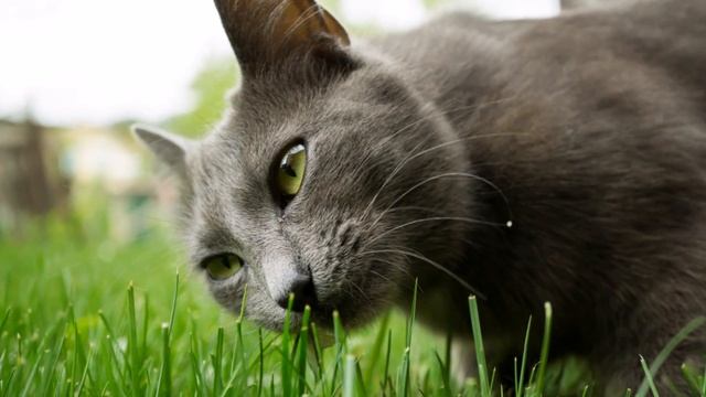 Sony E 30mm f/3.5 macro (SEL-30M35) - Review / Test Report смотреть онлайн