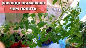 Рассада вымахала.Так чем полить,чтоб стала низкой? Притормозить можно, но есть НО.