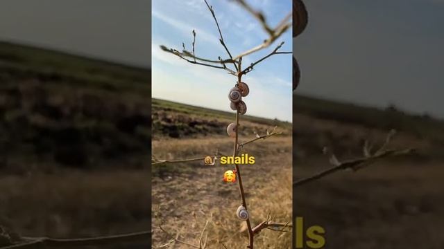 Улитки  ?  snails?
