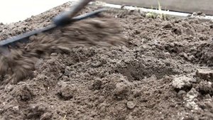 Семена каких цветов можно сеять в открытый грунт? О сроках и способах посева