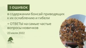 5 фатальных ошибок в содержании бонсай, приводящих к ослаблению и гибели деревьев
